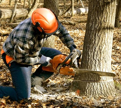 Tree Removal in Flora, IL
